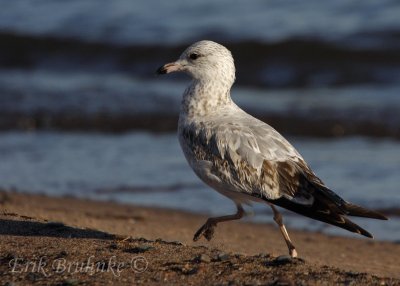 Ring-billed Gull kicking up sand