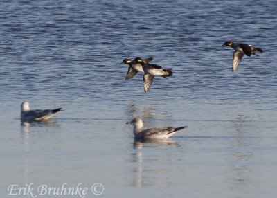Bufflehead with Ring-billed Gull