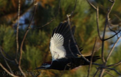 Pileated Woodpecker in flight