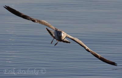 Ring-billed Gull head on