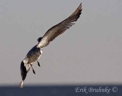 Ring-billed Gull