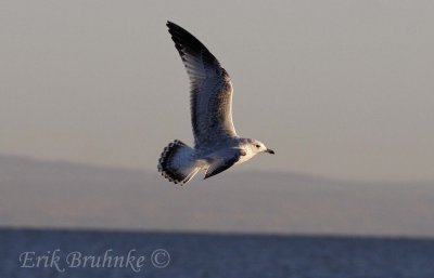 Ring-billed Gull