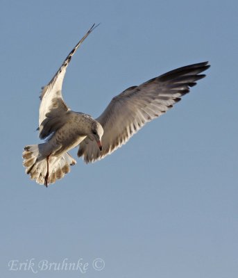 Ring-billed Gull