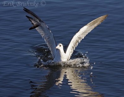 Ring-billed Gull with a broken primary