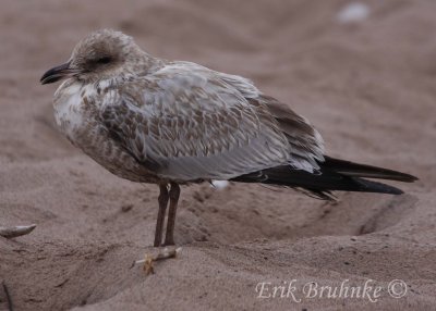 Ring-billed Gull (oddball)