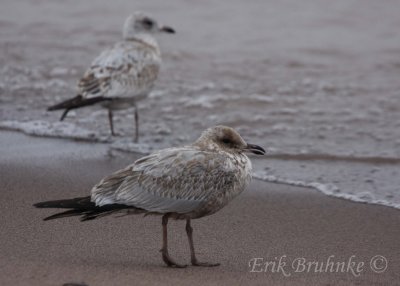 Ring-billed Gull (oddball)