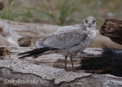 Ring-billed Gull (oddball)