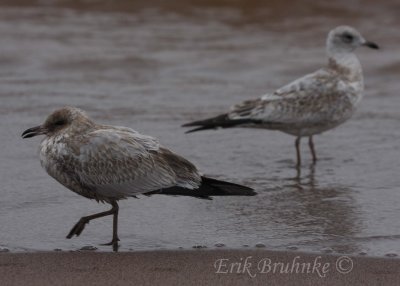 Ring-billed Gull (oddball)