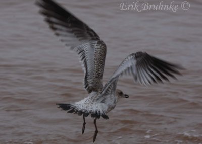 Ring-billed Gull (oddball)