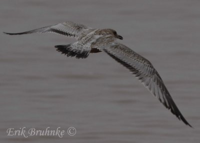 Ring-billed Gull (oddball)