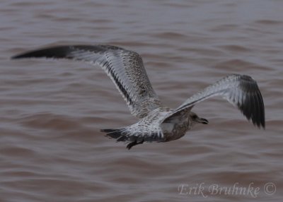Ring-billed Gull (oddball)