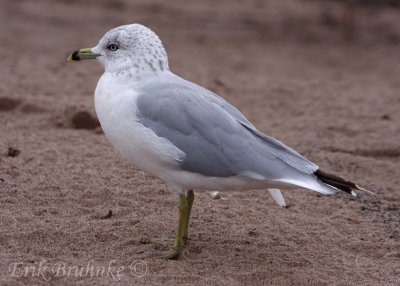 Ring-billed Gull Adult