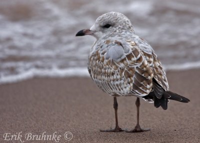 Ring-billed Gull