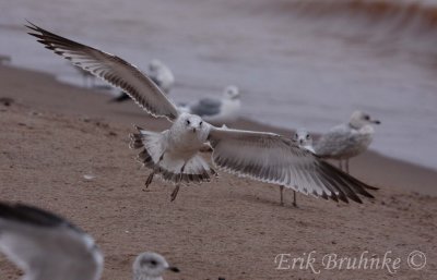 Ring-billed Gull