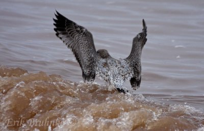 Ring-billed Gull