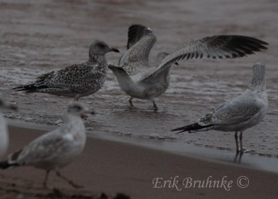 Ring-billed Gulls (gull on the left is slightly melanistic... dark-pigmented)