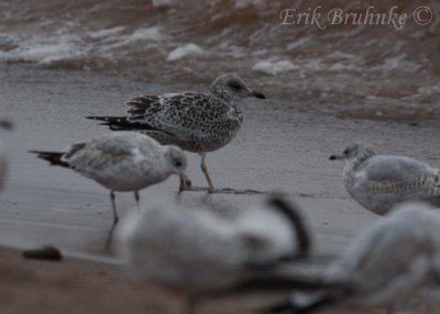 Ring-billed Gulls (gull in the middle is slightly melanistic... dark-pigmented)