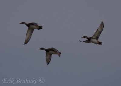 Gadwall