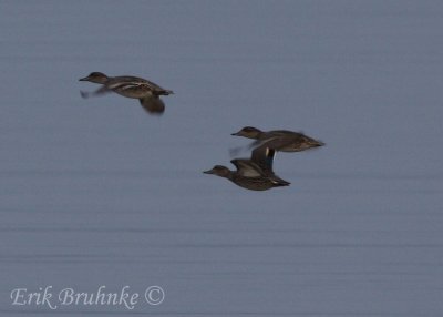 Green-winged Teal