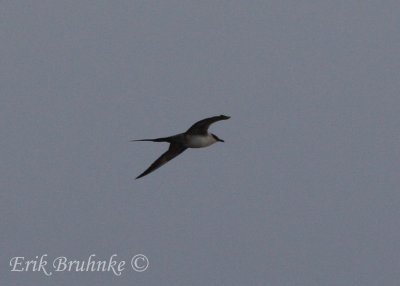 Long-tailed Jaeger! (Sub-adult)