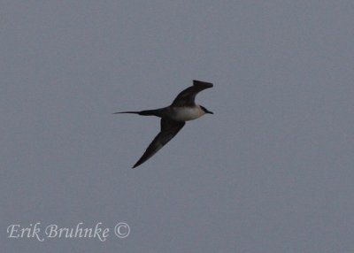 Long-tailed Jaeger! (Sub-adult )