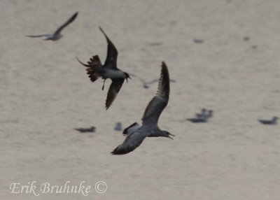 Sub-adult Long-tailed Jaeger pursusing Ring-billed Gull