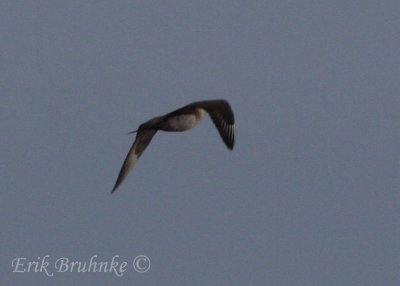 Parasitic Jaeger