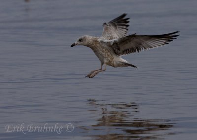 Ring-billed Gull