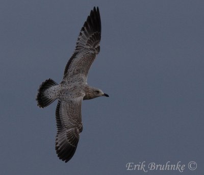 Ring-billed Gull