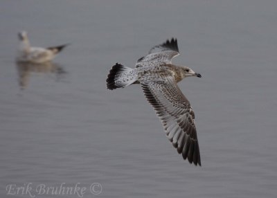 Ring-billed Gull