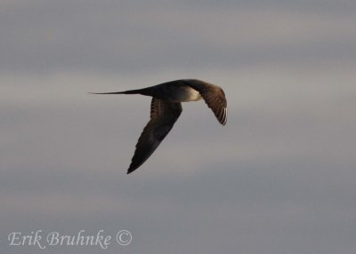 Sub-adult Long-tailed Jaeger