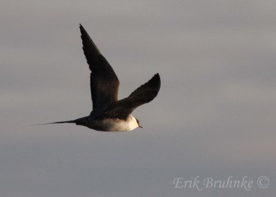 Sub-adult Long-tailed Jaeger