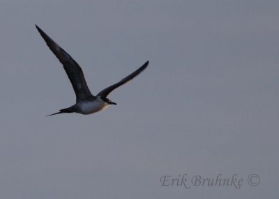Sub-adult Long-tailed Jaeger