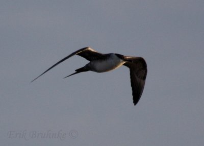 Sub-adult Long-tailed Jaeger