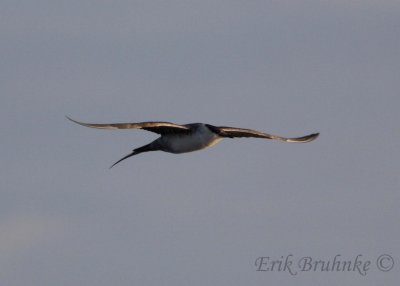 Sub-adult Long-tailed Jaeger