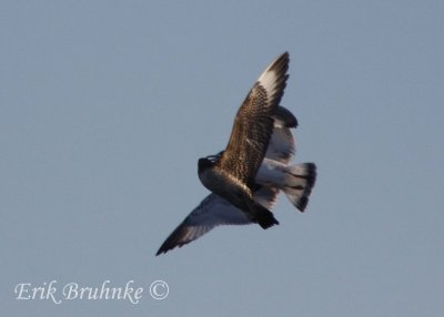 Juvenile Parasitic Jaeger chasing Ring-billed Gull