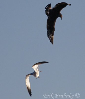 Juvenile Parasitic Jaeger chasing Ring-billed Gull