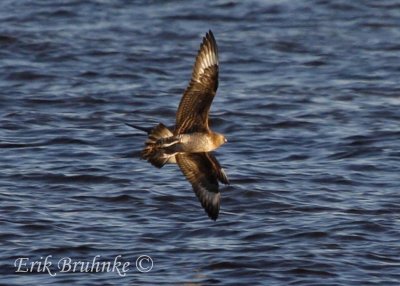 Juvenile Parasitic Jaeger trying to corner the Sub-adult Long-tailed Jaeger (behind!)