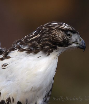 Red-tailed Hawk with unusual pupil