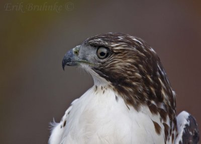 Red-tailed Hawk with unusual pupil