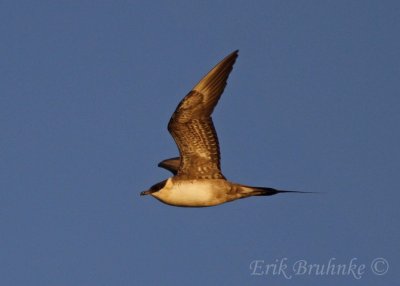 Sub-adult Long-tailed Jaeger