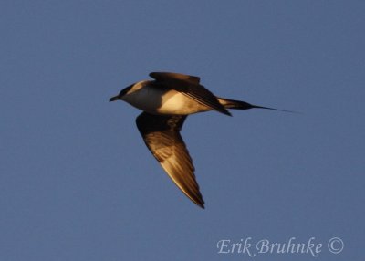 Sub-adult Long-tailed Jaeger