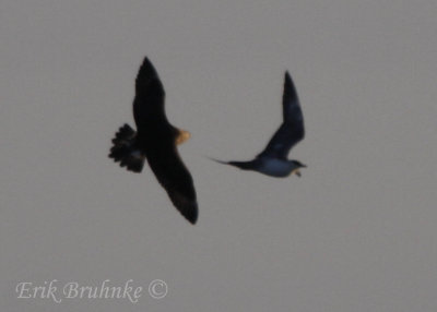 Juvenile Parasitic Jaeger and Sub-adult Long-tailed Jaeger