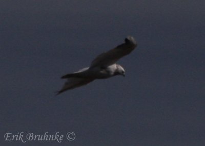 Partial Albino Red-tailed Hawk