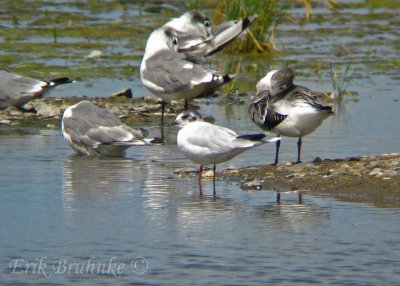 Little Gull