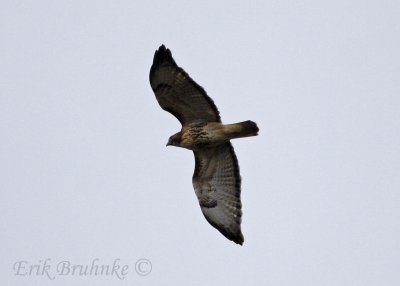 Red-tailed Hawk (western)