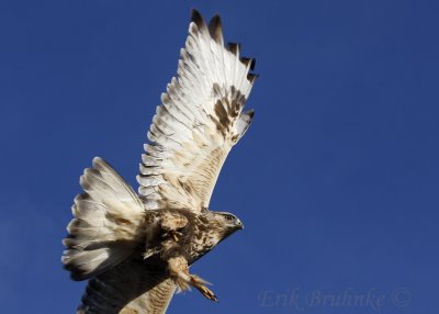 Rough-legged Hawk - release!