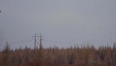 Rough-legged Hawks... can you spot all 5 in this photo?