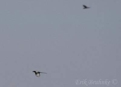 Black-billed Magpie, with distant Rough-legged Hawk in the background