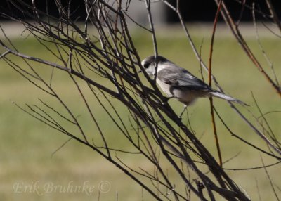 Gray Jay... my friend calls them Chickadees on steroids.